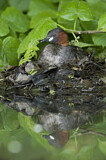 Image. Little Grebe