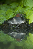 Image. Little Grebe