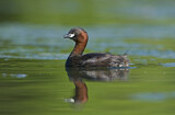 Image. Little Grebe