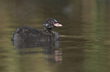 Image. Little Grebe