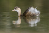 Image. Little Grebe
