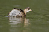 Image. Little Grebe