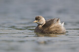 Image. Little Grebe