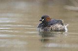 Image. Little Grebe