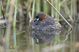 Image. Little Grebe