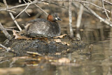 Image. Little Grebe