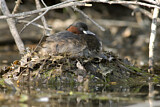 Image. Little Grebe