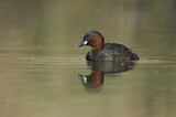 Image. Little Grebe