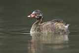 Image. Little Grebe