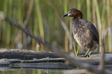 Image. Little Grebe