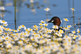 Image. Little Grebe