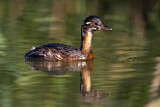 Image. Little Grebe