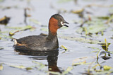 Image. Little Grebe