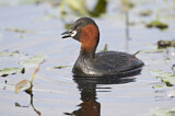 Image. Little Grebe