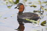 Image. Little Grebe