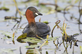 Image. Little Grebe
