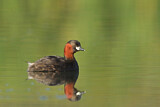 Image. Little Grebe