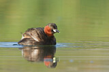 Image. Little Grebe