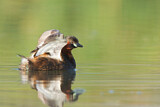 Image. Little Grebe