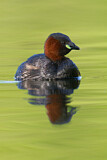 Image. Little Grebe