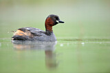 Image. Little Grebe