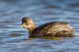 Image. Little Grebe