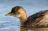 Image. Little Grebe