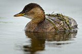 Image. Little Grebe