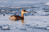 Image. Little Grebe