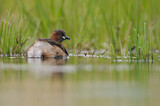 Image. Little Grebe