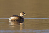 Image. Little Grebe