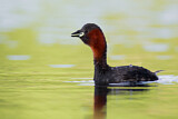 Image. Little Grebe