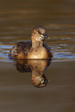Image. Little Grebe