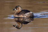 Image. Little Grebe