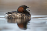 Image. Little Grebe