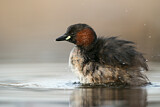 Image. Little Grebe