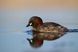 Image. Little Grebe