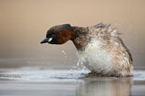 Image. Little Grebe