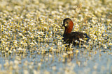 Image. Little Grebe