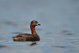 Image. Little Grebe