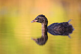 Image. Little Grebe