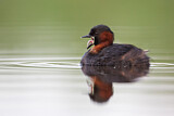 Image. Little Grebe