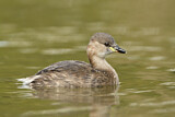 Image. Little Grebe