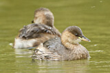 Image. Little Grebe