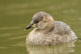 Image. Little Grebe