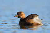 Image. Little Grebe