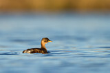 Image. Little Grebe