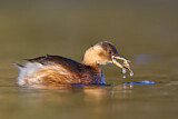 Image. Little Grebe