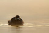 Image. Little Grebe
