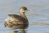 Image. Little Grebe